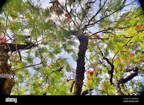 Canopy Biology Hi Res Stock Photography And Images Alamy