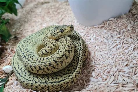 8 Carpet Python Morphs (With Pictures) - ReptileHow.com