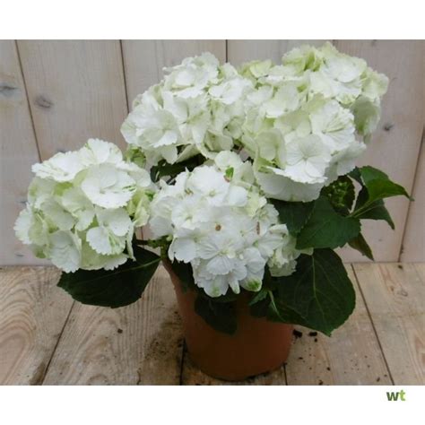 Hortensia Wit 30 40 Cm 4 Tot 6 Bloemen Warentuin Natuurlijk