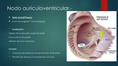 Sistema De Conducción Corazones Y Fisiologia Pptx