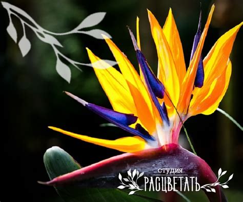 Стрелиция Регина Королевская — Студия Расцветать