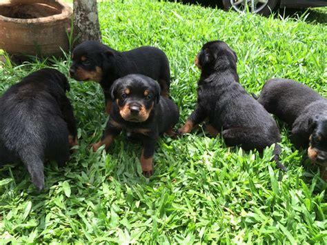 Lindos Filhotes De Rottweiler Microchipados Pedigree R