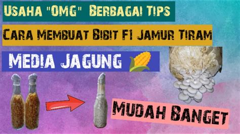 Cara Membuat Media Bibit F1 Jamur Tiram Dengan Media Biji Jagung Buat