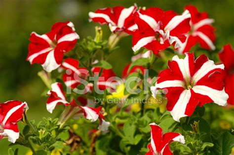 Rot-Weiße Petunien Stockfoto | Lizenzfrei | FreeImages