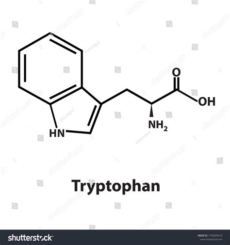 Vector Of Tryptophan Chemical Structure Royalty Free Stock Vector