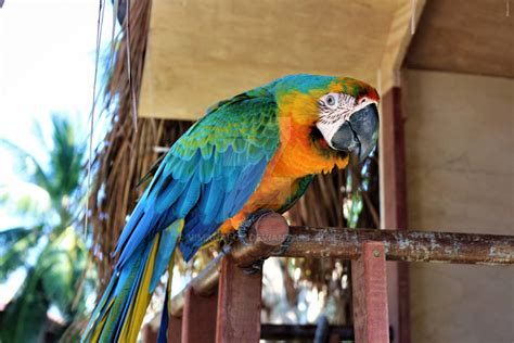 Brazilian macaw by VimanaBoy on DeviantArt