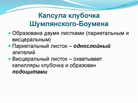 Мочевыделительная система - презентация онлайн