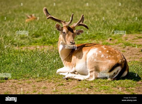 Deer Lying Down Stock Photos And Deer Lying Down Stock Images Alamy