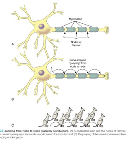 Chapter 10 Nervous System Nervous Tissue And Brain Flashcards Quizlet