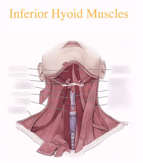 Diagram Hna Inferior Hyoid Muscles Midterm Diagram Quizlet