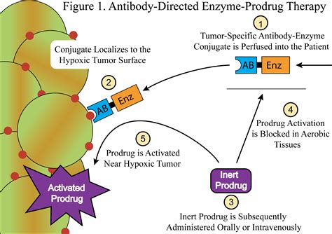 Cytotoxic Chemotherapy Causes Symptoms Treatment Cytotoxic Chemotherapy