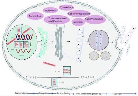 Frontiers Factors Affecting The Expression Of Recombinant Protein And