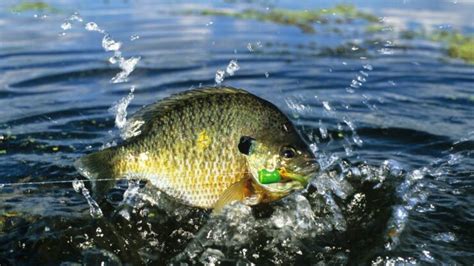 Fish Facts: Bluegill - The Jump