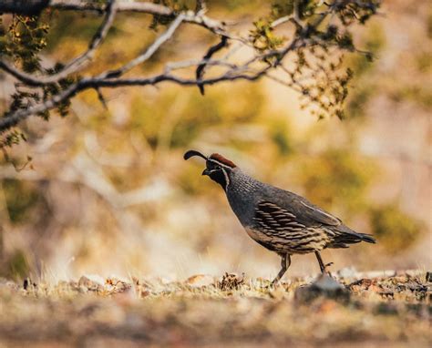 Gambel’s Quail (Callipepla gambelii) – Desert Quail History and Biology