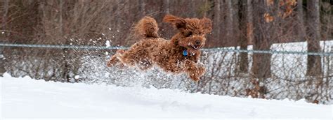 Adorable Down East Labradoodles ADEL- Australian Labradoodle