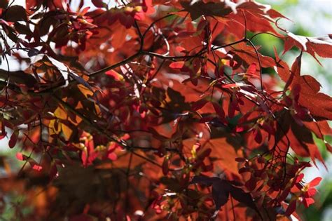 Premium Photo | Japanese pink maple seeds in sunset light