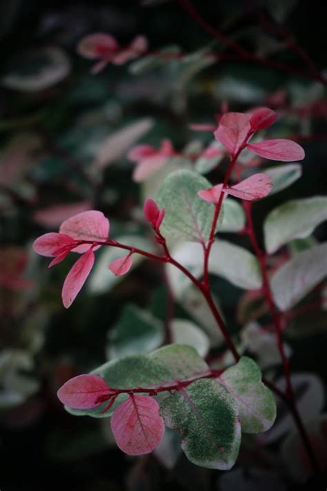 Plantfiles Pictures Breynia Species Snow Bush Snow On The Mountain