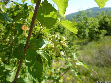 Семейство Aceraceae /Яворови/ – BOTANICA.gallery
