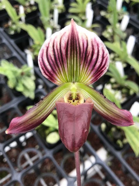 Paphiopedilum barbatum var. nigritum - Paph Paradise | Paphiopedilum, Easy plants to grow, Easy ...