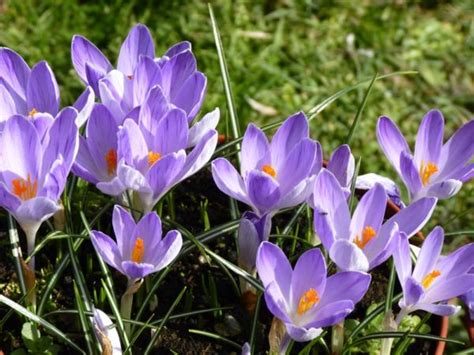 Krokus – Insektsväxter