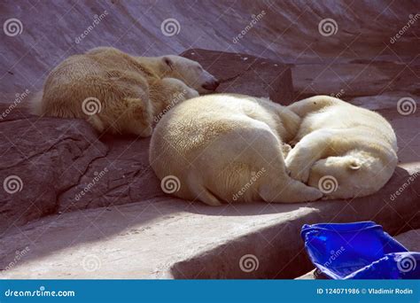 Polar Bear Predator Mammal Polar Arctic Red Book Arctic Stock Photo - Image of claws ...