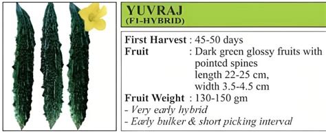 Vnr Yuvraj Bitter Gourd Hybrid Seeds 50 Gm Cultree India