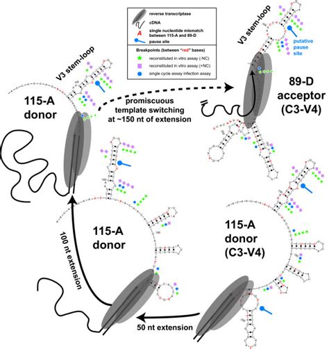 Schematic Of Reverse Transcription And Template Switching From The 115a