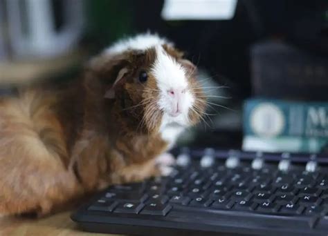 22 Most Common Guinea Pig Behavior