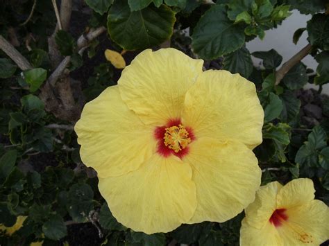 Flowers of Hawaii | Plants, Flowers, Garden