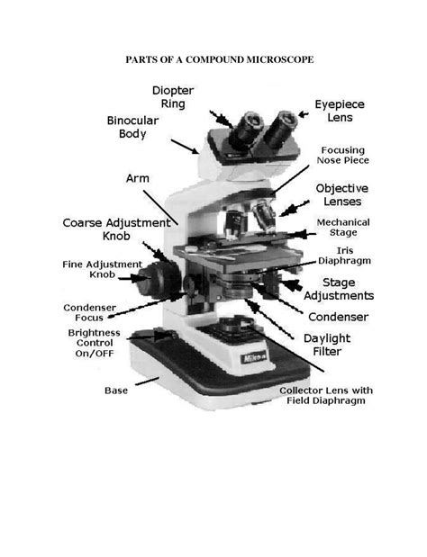 The Parts Of A Microscope Worksheet