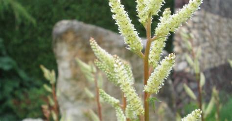 Aruncus Aethusifolius Geitenbaard Bloemenpark Appeltern