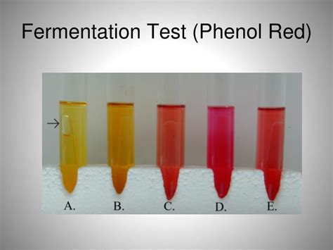 Ppt Fermentation Test Phenol Red Powerpoint Presentation Id