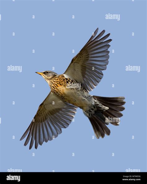 Thrush Bird Flying