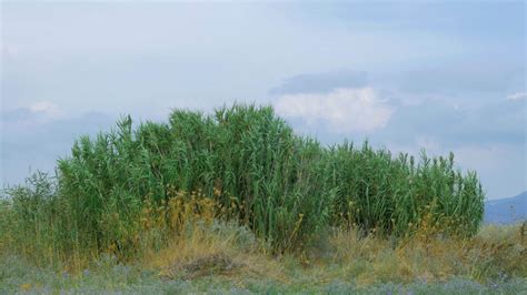 Outdoor scene with reeds 28803221 Stock Video at Vecteezy