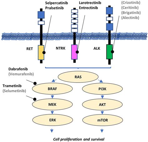 Oncogenic Signaling Pathways In Thyroid Carcinogenesis The