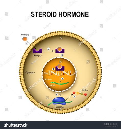 How Steroid Hormones Work Interaction Hormone Stock Vector (Royalty Free) 1018098163 | Shutterstock