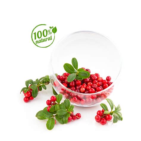 Bearberry Leaf Extract Gl Dauphine Organics