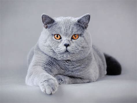 British Shorthair Cat - Care, Profile & Facts - VIVO Pets