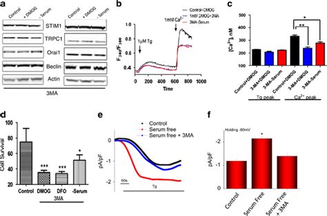 Pretreatment With Autophagy Inhibitor 3 Methyladenine 3 Ma Attenuated