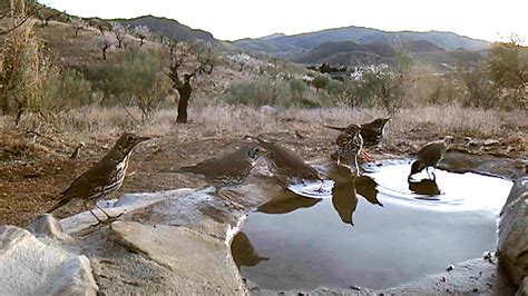 Decenas De Aves Acuden Diariamente Al Bebedero De Un Coto De Caza