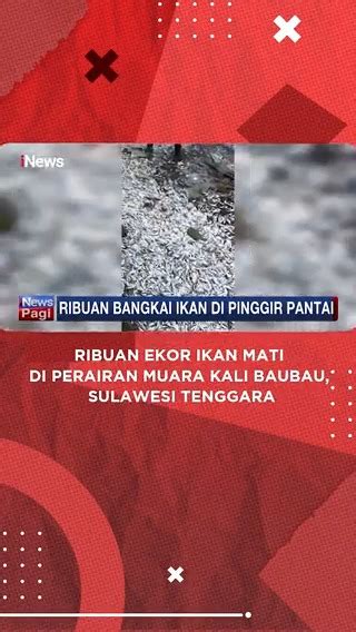 INews On Twitter Ribuan Ekor Ikan Mati Ditemukan Di Pesisir Muara