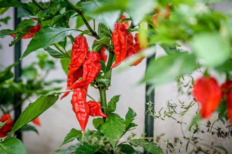 Habanero Pepper Vs Ghost Pepper Heat Flavor Size Nutrition Subs