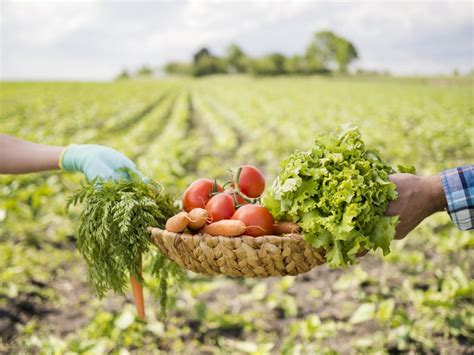 ¿en Qué Consiste La Agricultura Sostenible Greenblog