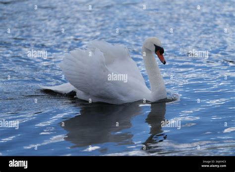 swan lake royal ballet  res stock photography  images alamy