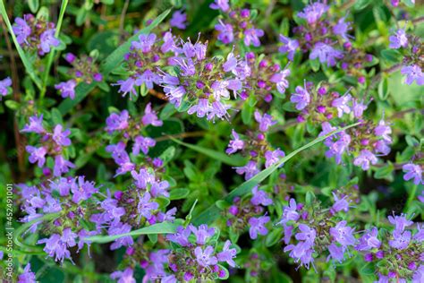 Thymus Serpyllum Known By Common Names Of Breckland Wild Thyme