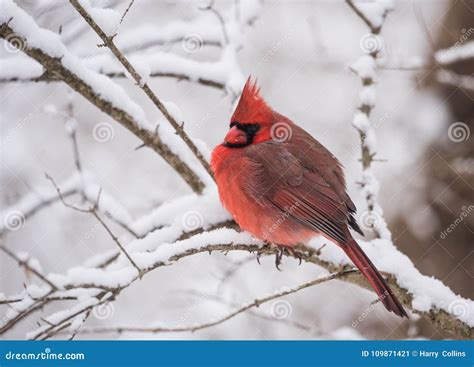 Northern Cardinal in Winter Stock Image - Image of canada, park: 109871421