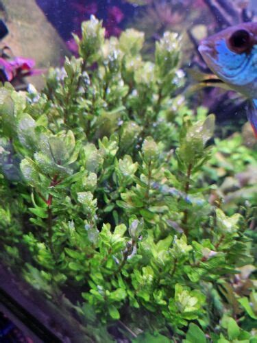 Rotala Tulunadensis Rotala Tulu The Rarest Most Beautiful Plant