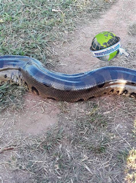 Sucuri Gigante Mata Cachorro E Popula O Fica Chocada Veja V Deo