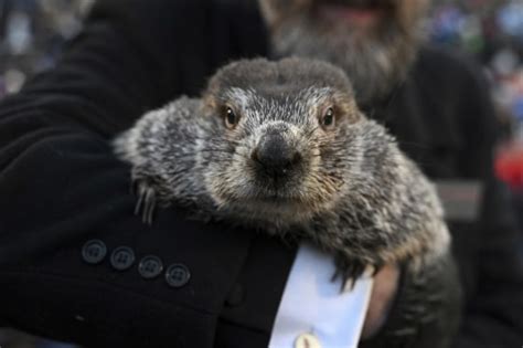 Punxsutawney Phil Welcomes Two Babies