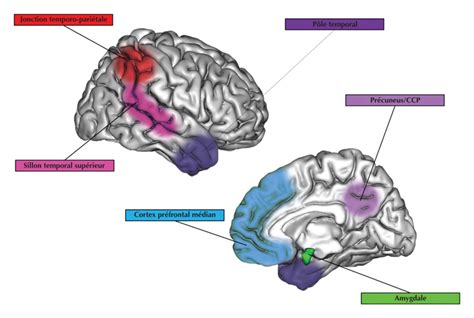 Jle Revue De Neuropsychologie Les Substrats C R Braux De La Th Orie